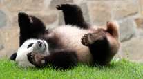 giant panda