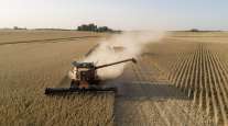 soybean harvest